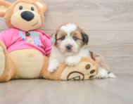 5 week old Saussie Puppy For Sale - Puppy Love PR