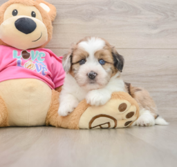 6 week old Saussie Puppy For Sale - Puppy Love PR