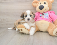 5 week old Saussie Puppy For Sale - Puppy Love PR