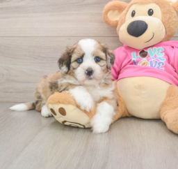 6 week old Saussie Puppy For Sale - Puppy Love PR