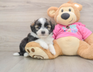 5 week old Saussie Puppy For Sale - Puppy Love PR