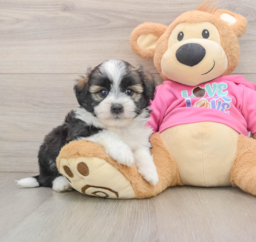 6 week old Saussie Puppy For Sale - Puppy Love PR