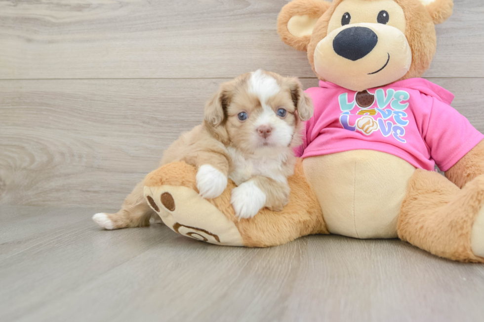 Cute Saussie Designer Pup