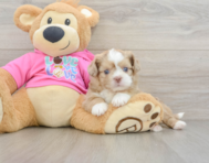 8 week old Saussie Puppy For Sale - Puppy Love PR