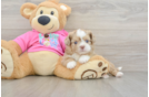 Cute Ausstzu Designer Puppy