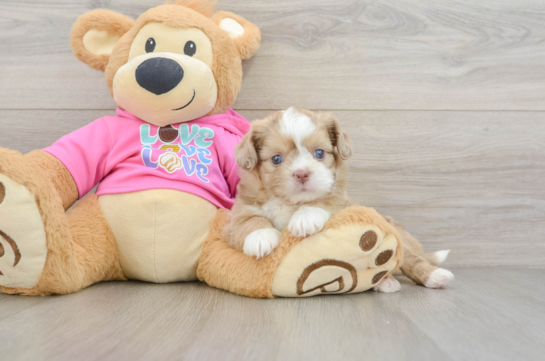 Cute Ausstzu Designer Puppy