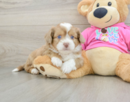 8 week old Saussie Puppy For Sale - Puppy Love PR