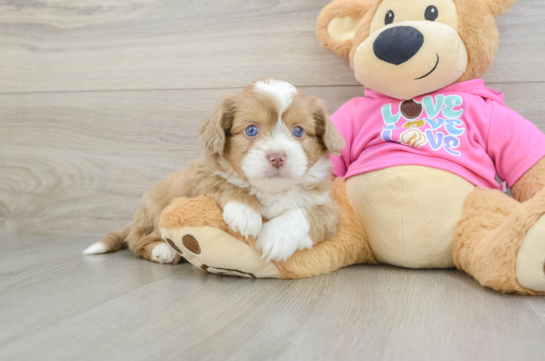 Saussie Pup Being Cute