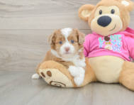 7 week old Saussie Puppy For Sale - Puppy Love PR