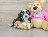 6 week old Saussie Puppy For Sale - Puppy Love PR