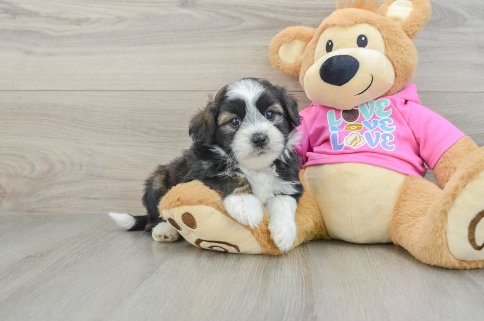 6 week old Saussie Puppy For Sale - Puppy Love PR