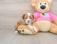 5 week old Saussie Puppy For Sale - Puppy Love PR