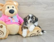 6 week old Saussie Puppy For Sale - Puppy Love PR