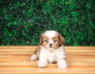 9 week old Saussie Puppy For Sale - Puppy Love PR