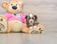 5 week old Saussie Puppy For Sale - Puppy Love PR