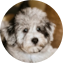 Mini Schnoodle Puppy For Sale Puppy Love PR Mini Schnoodle Puppy For Sale - Puppy Love PR