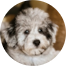 Mini Schnoodle Puppies For Sale - Puppy Love PR Mini Schnoodle Puppies For Sale - Puppy Love PR
