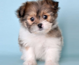 Shih Pom Puppies For Sale Puppy Love PR