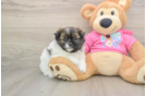 Shih Pom Pup Being Cute