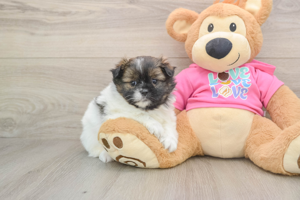 Shih Pom Pup Being Cute