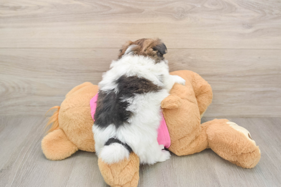 Happy Shih Pom Baby