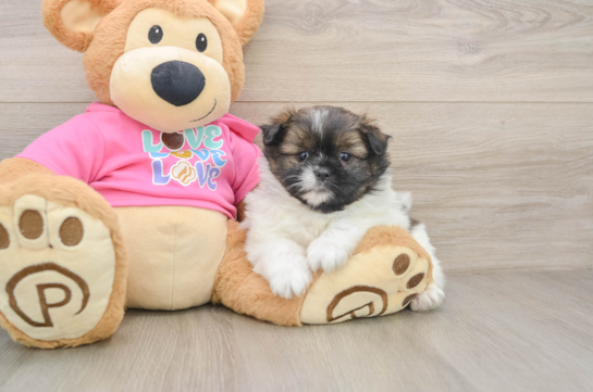 Shih Pom Pup Being Cute