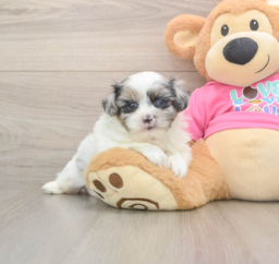 6 week old Shih Pom Puppy For Sale - Puppy Love PR