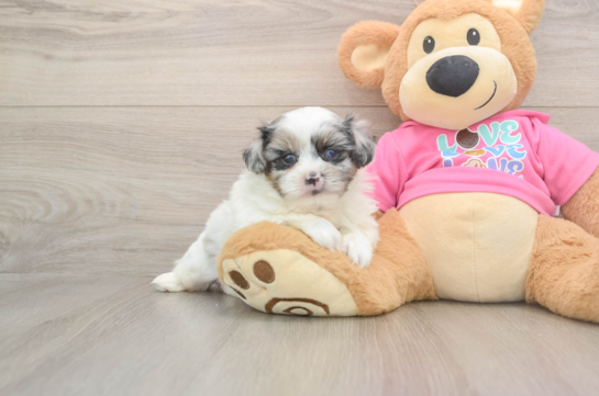 Petite Shih Pom Designer Pup