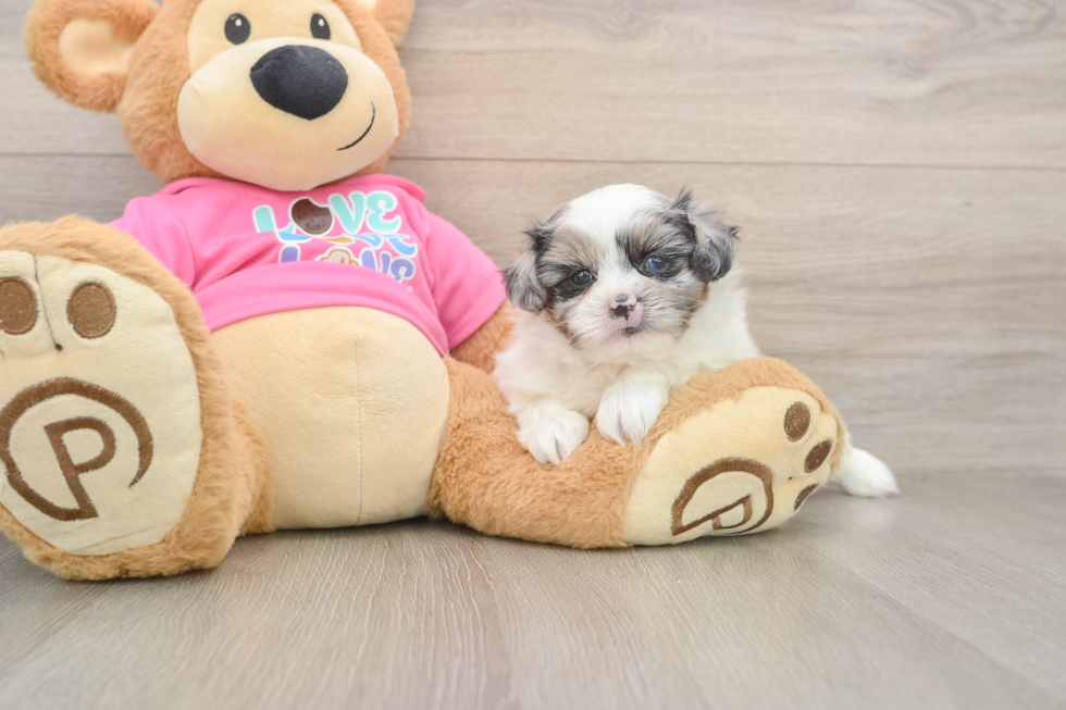 Shih Pom Puppy for Adoption