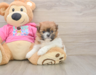 5 week old Shih Pom Puppy For Sale - Puppy Love PR