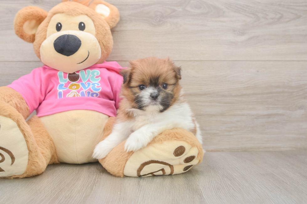5 week old Shih Pom Puppy For Sale - Puppy Love PR