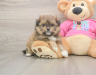 5 week old Shih Pom Puppy For Sale - Puppy Love PR