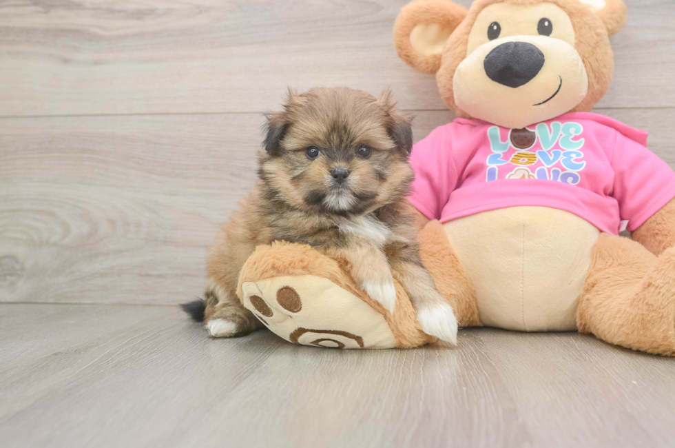 5 week old Shih Pom Puppy For Sale - Puppy Love PR