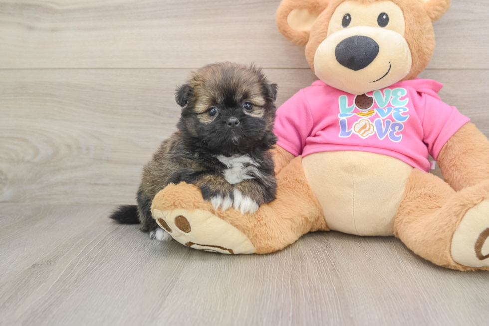 Fluffy Shih Pom Designer Pup