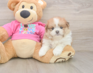 5 week old Shih Pom Puppy For Sale - Puppy Love PR
