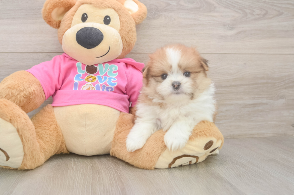 5 week old Shih Pom Puppy For Sale - Puppy Love PR
