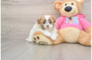 Friendly Shih Pom Baby