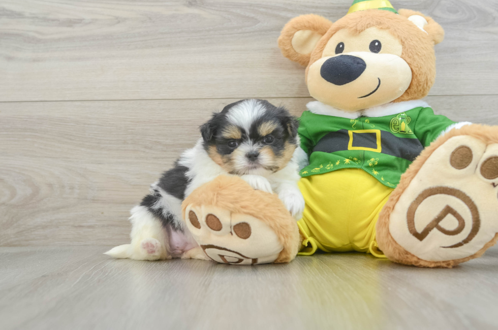 5 week old Shih Pom Puppy For Sale - Puppy Love PR