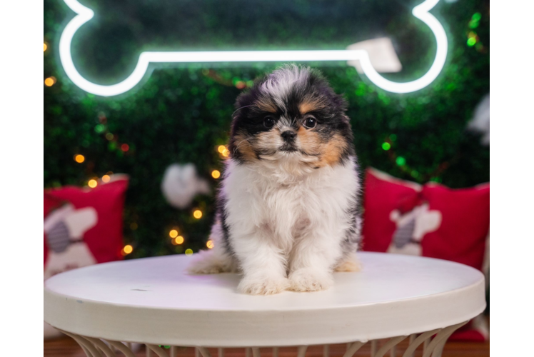 Meet Boop - our Shih Pom Puppy Photo 1/4 - Puppy Love PR Cute Shih Pom Baby