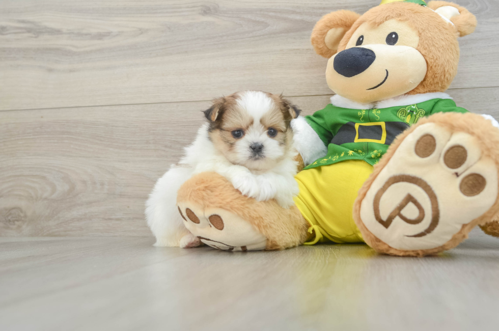 5 week old Shih Pom Puppy For Sale - Puppy Love PR