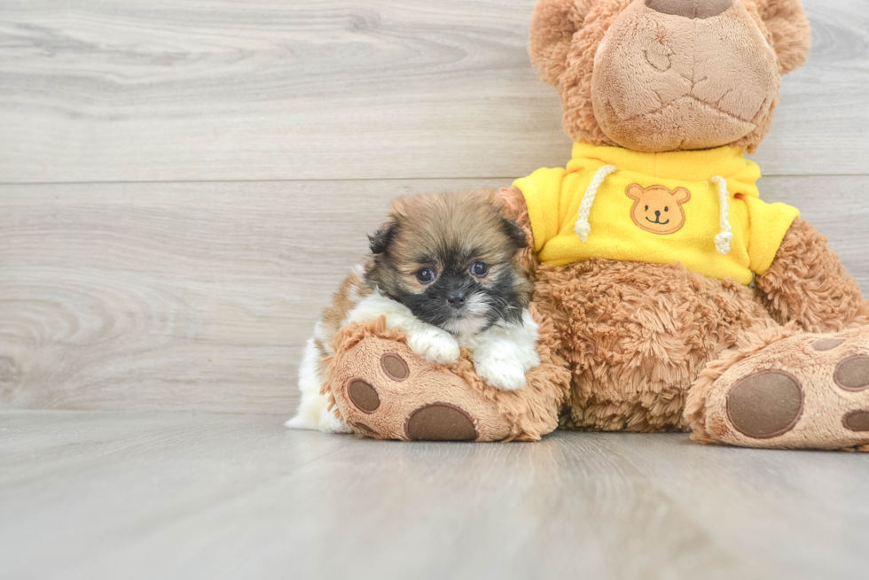 Shih Pom Pup Being Cute