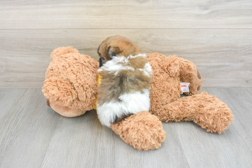 Shih Pom Puppy for Adoption