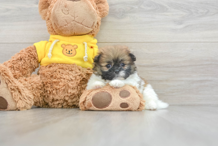 Sweet Shih Pom Baby