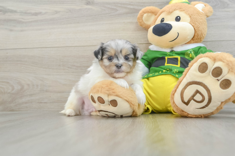 5 week old Shih Pom Puppy For Sale - Puppy Love PR