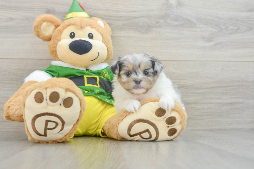 Smart Shih Pom Designer Pup