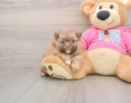 7 week old Shih Pom Puppy For Sale - Puppy Love PR