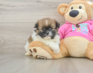 8 week old Shih Pom Puppy For Sale - Puppy Love PR