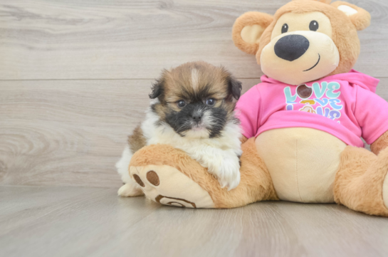 Small Shih Pom Baby