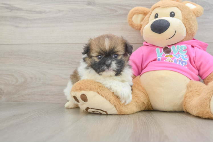 Meet Camron - our Shih Pom Puppy Photo 1/3 - Puppy Love PR Small Shih Pom Baby