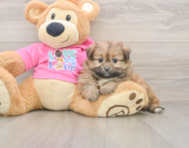 5 week old Shih Pom Puppy For Sale - Puppy Love PR
